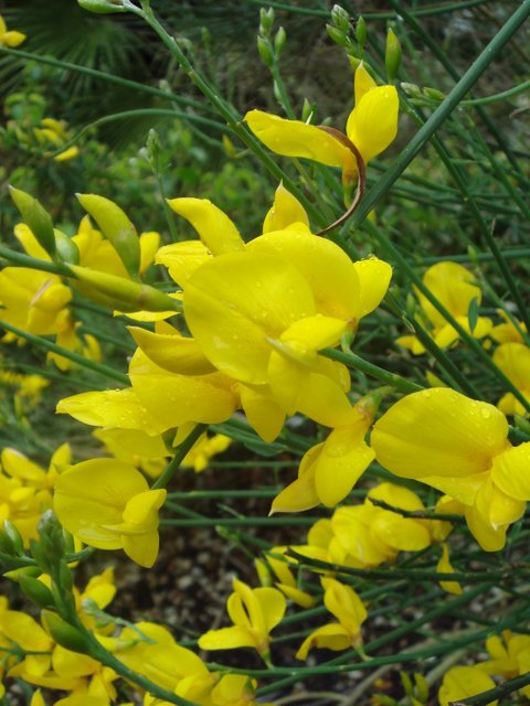 Spartium junceum fleur P9